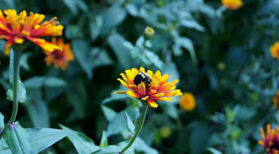 yellow and red zinnia preview