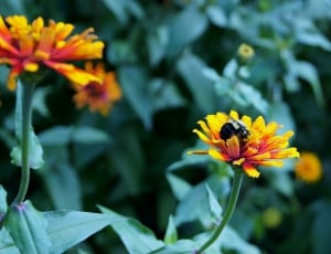 yellow and red zinnia thumbnail