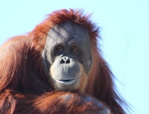 brown orangutan thumbnail
