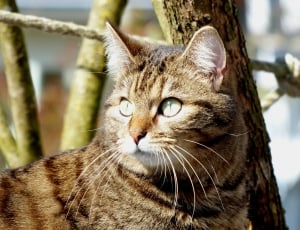 close up photo  of short fur cat thumbnail