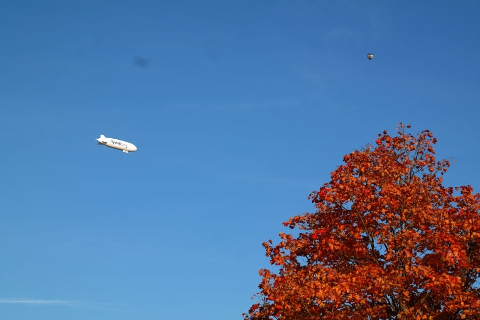 balloon plane near reddish-brown tree preview