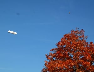 balloon plane near reddish-brown tree thumbnail