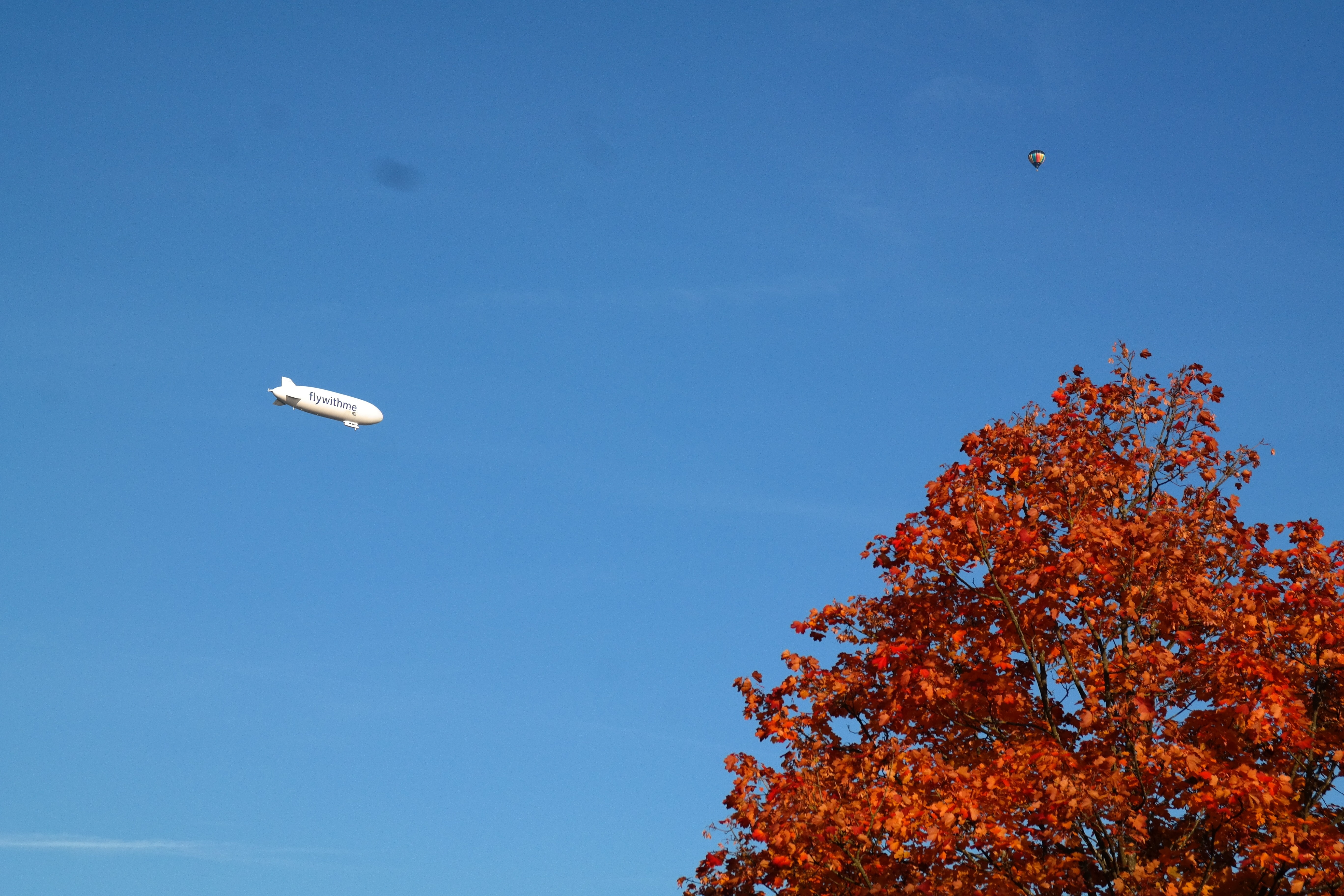 balloon plane near reddish-brown tree