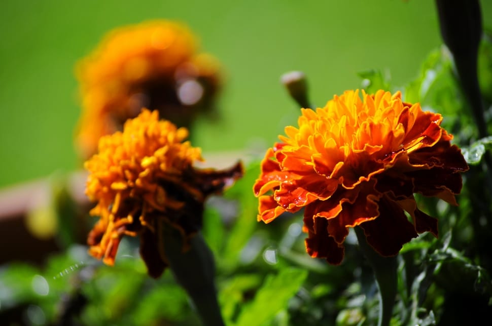 Flowers, Colors, Marigold, Garden, flower, plant preview