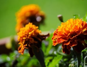 Flowers, Colors, Marigold, Garden, flower, plant thumbnail