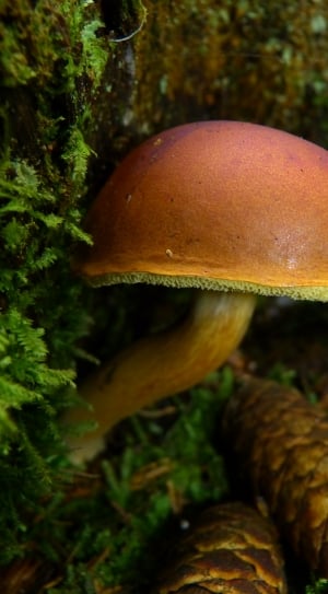 brown mushroom near green plants thumbnail