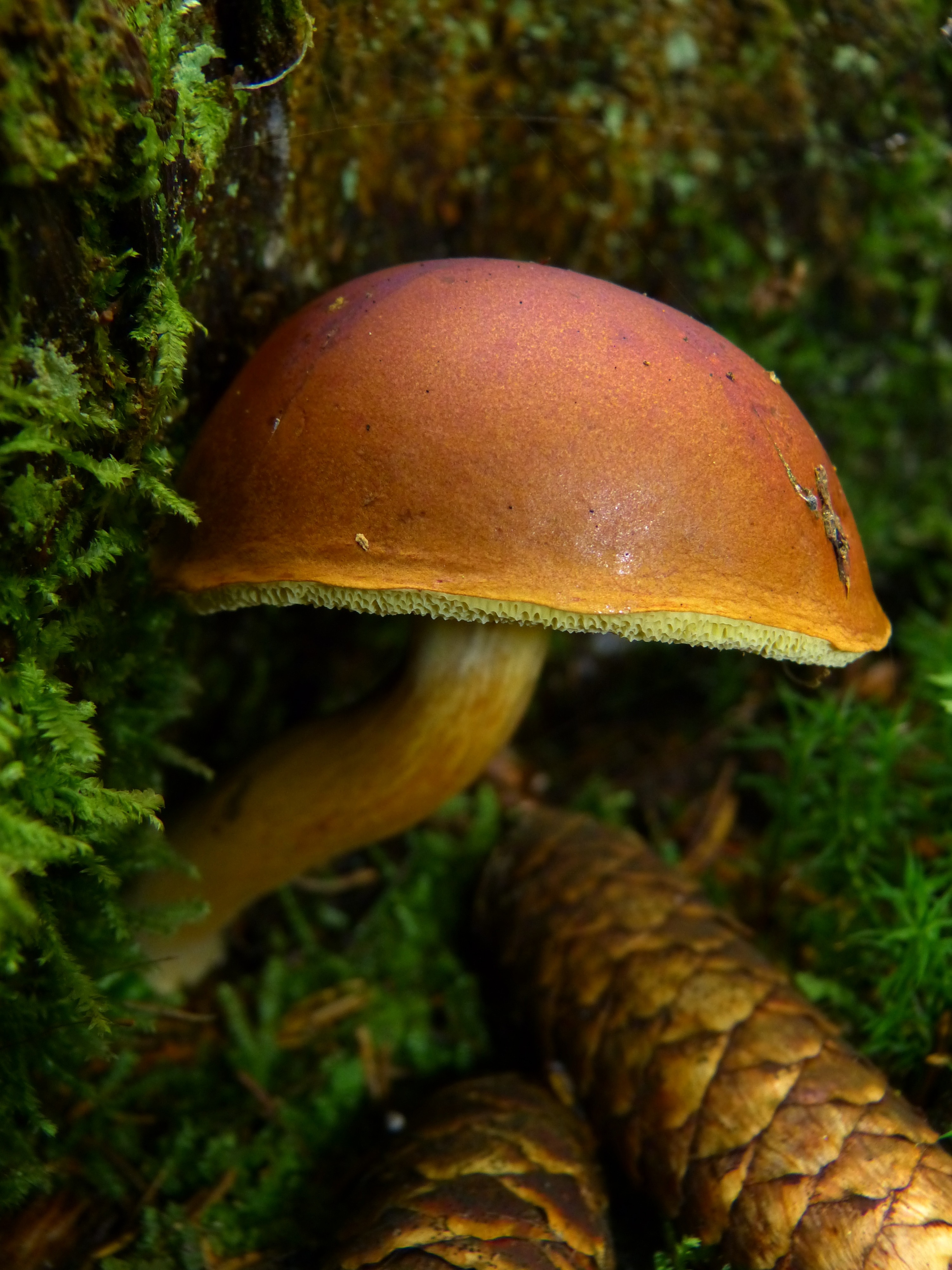 brown mushroom near green plants