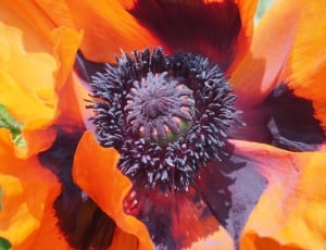 Oriental Poppy, Poppy, Turkish Poppy, close-up, one animal thumbnail