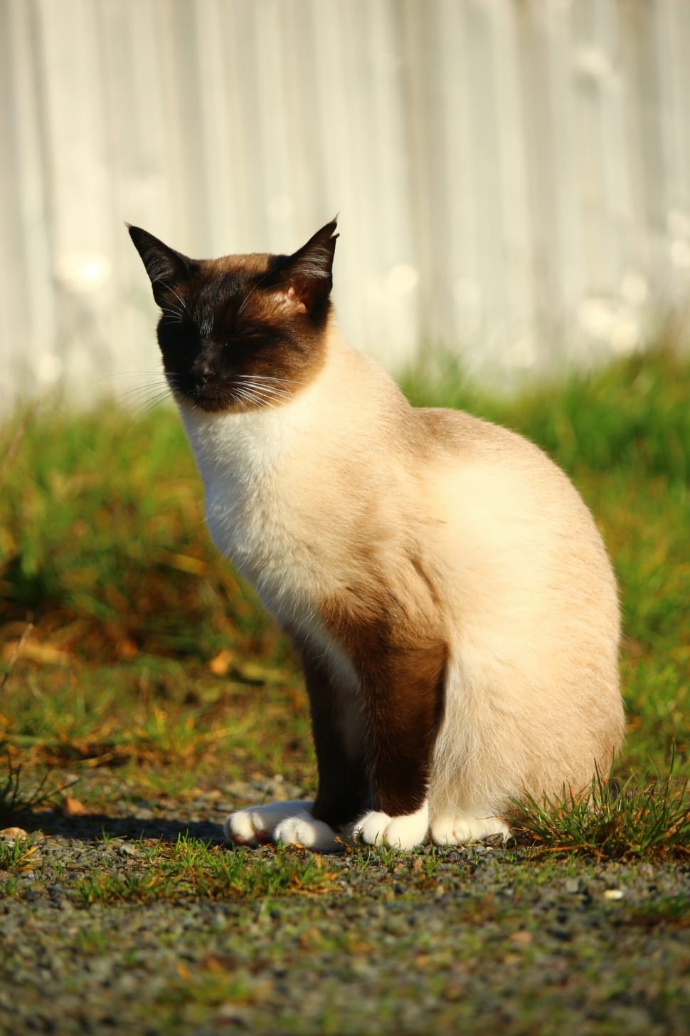 siamese cat on grass preview