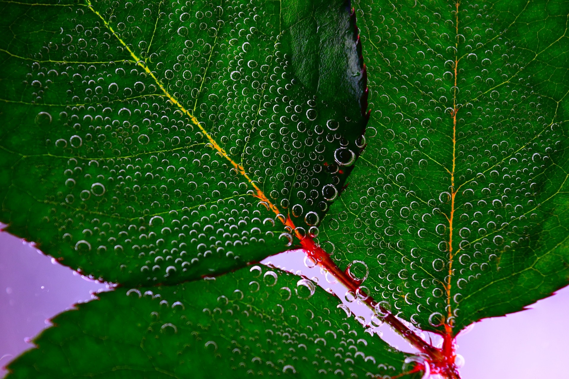 Дерево в капле воды. Лист крупным планом. Зеленый лист макро. Листья на воде. Роса на листьях.