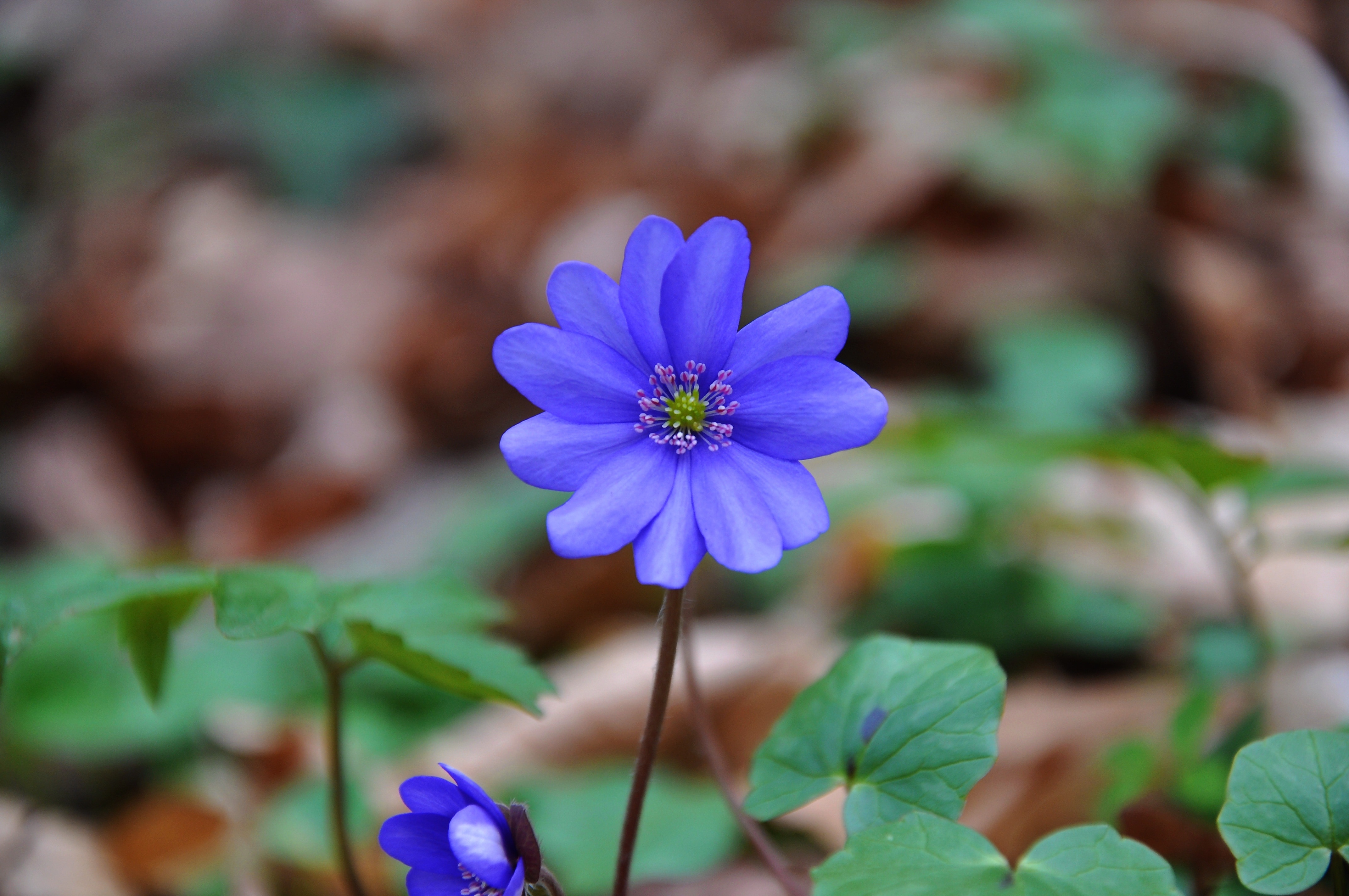 purple petaled flower