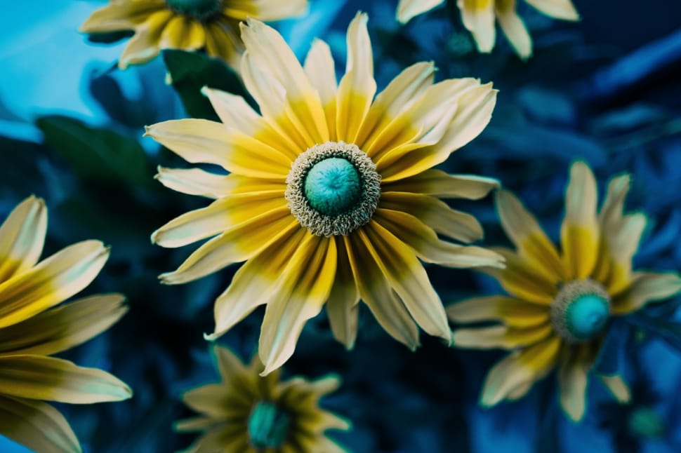 close up photo of yellow petaled flower preview