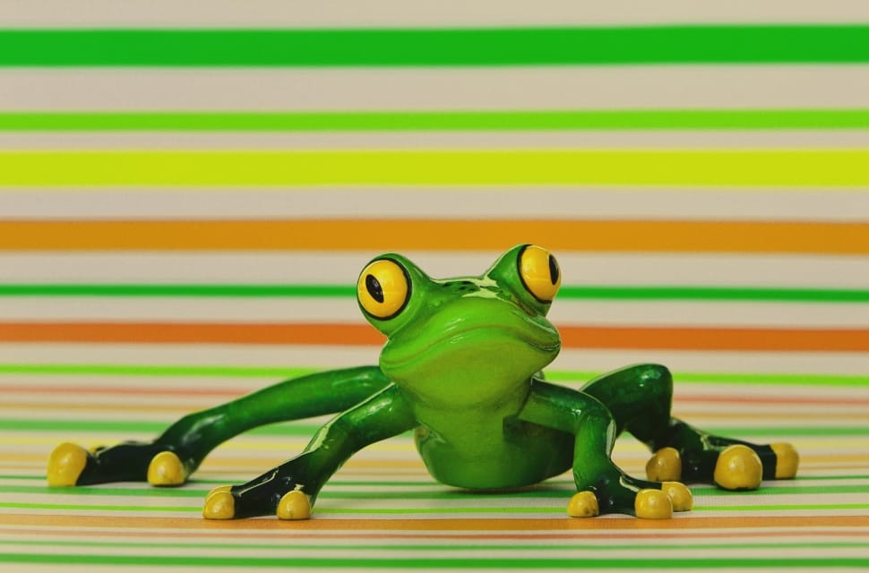 yellow and green tree frog preview
