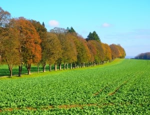 green fields with trees thumbnail