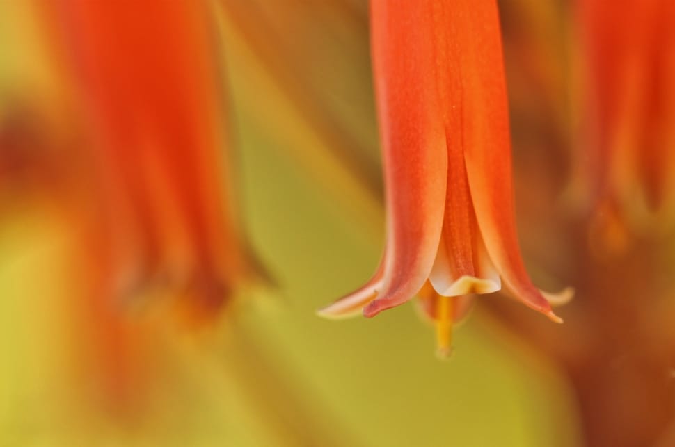 orange petaled flower in closeup photography preview