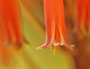 orange petaled flower in closeup photography thumbnail