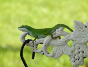green and white lizard thumbnail