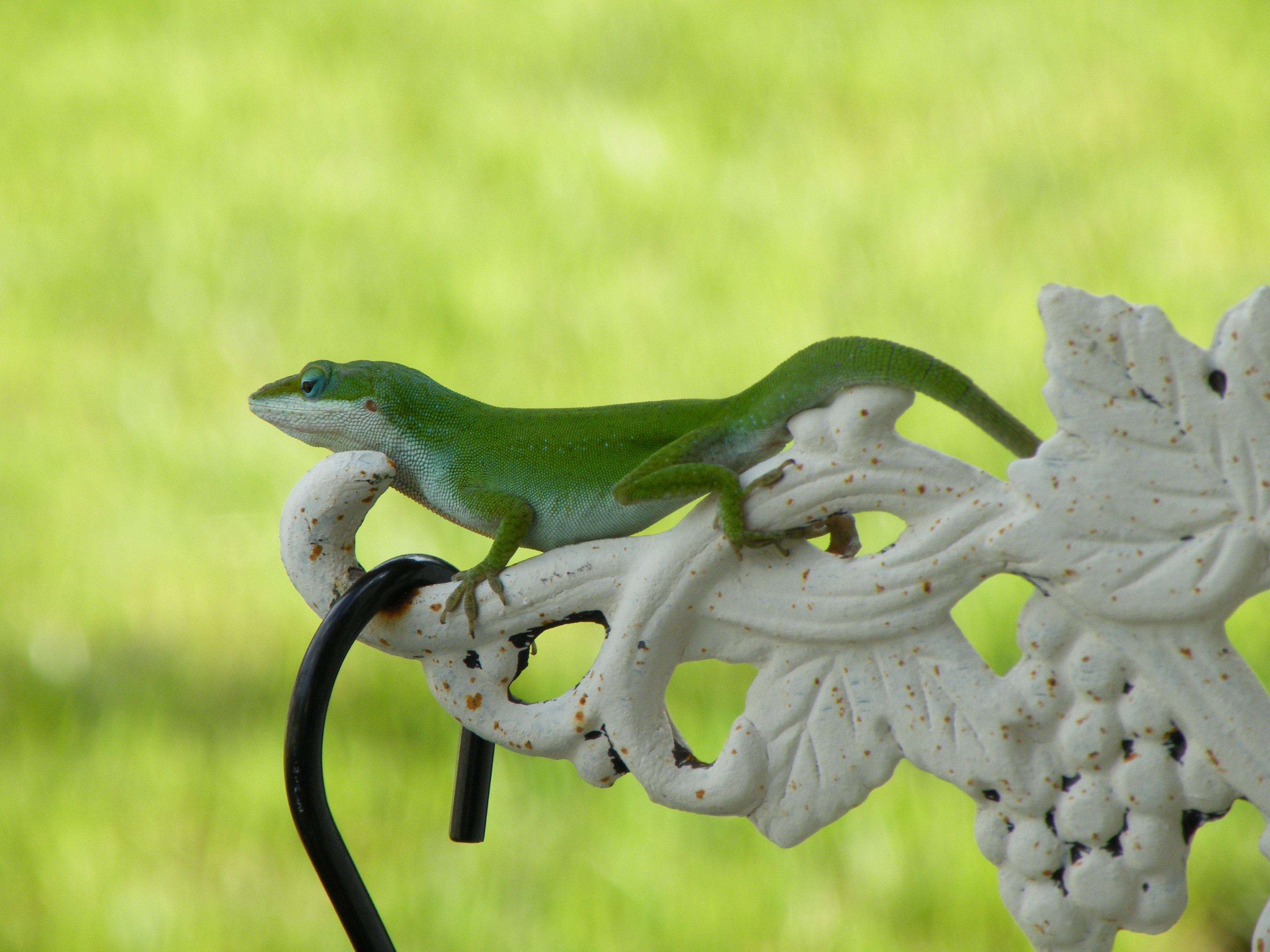 green and white lizard