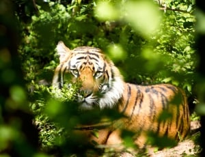 bengal tiger walking on forest during daytime thumbnail