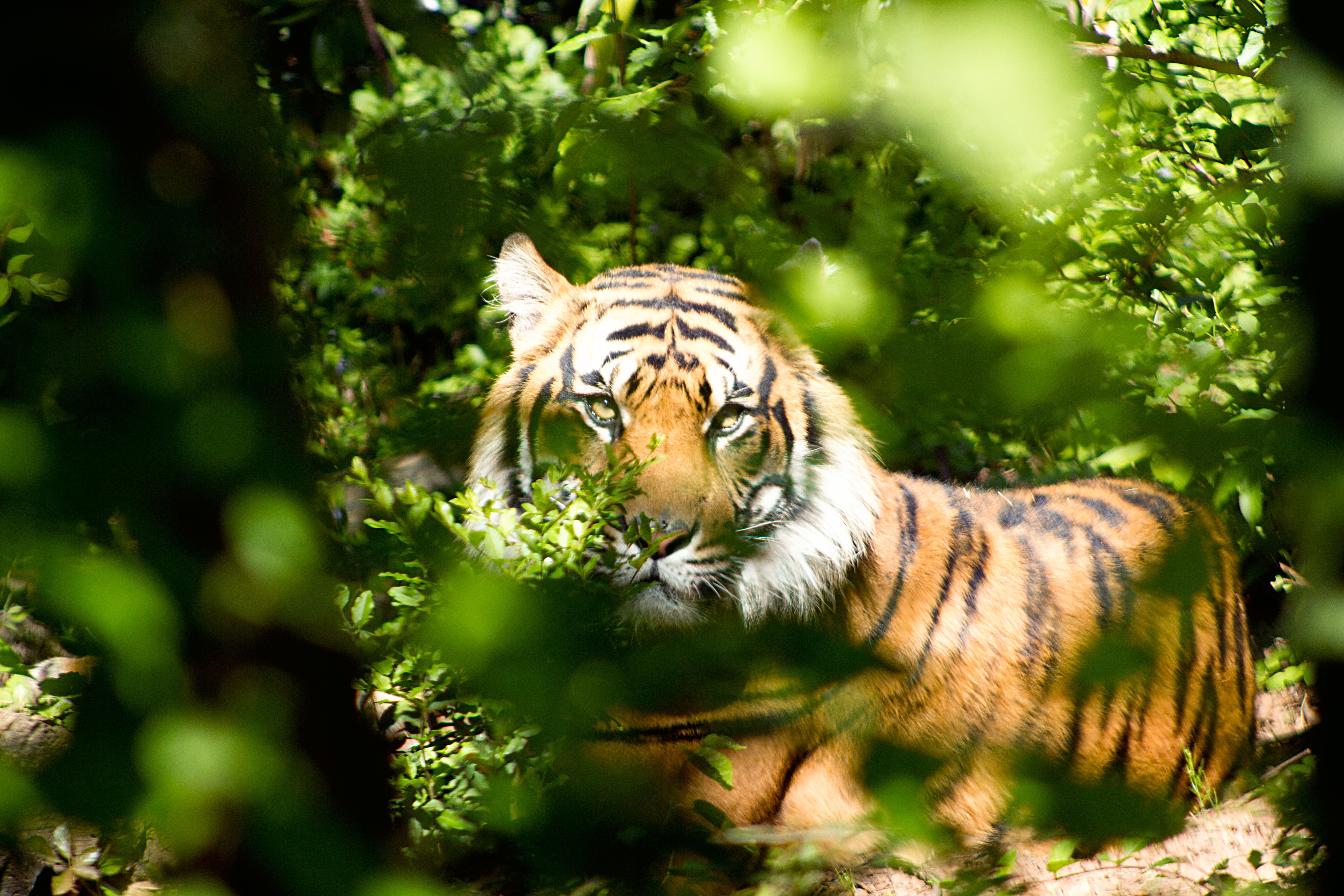 bengal tiger walking on forest during daytime