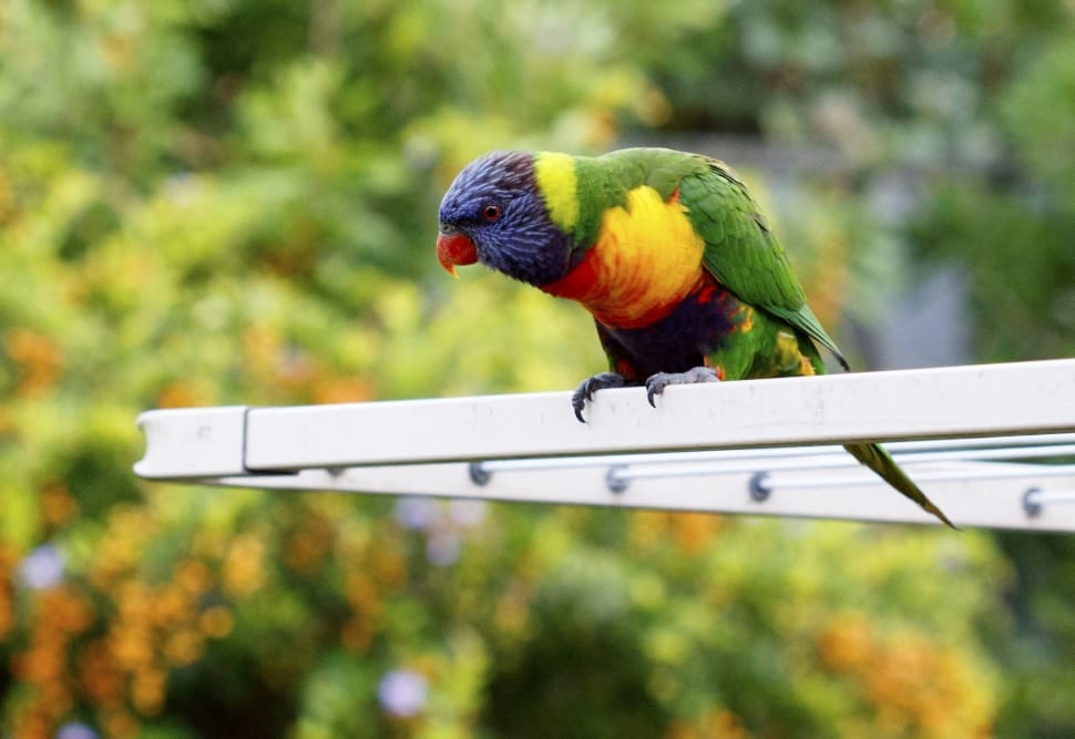 Australia, Beak, Background, Animal, parrot, perching preview