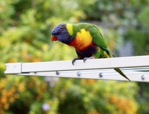 Australia, Beak, Background, Animal, parrot, perching thumbnail