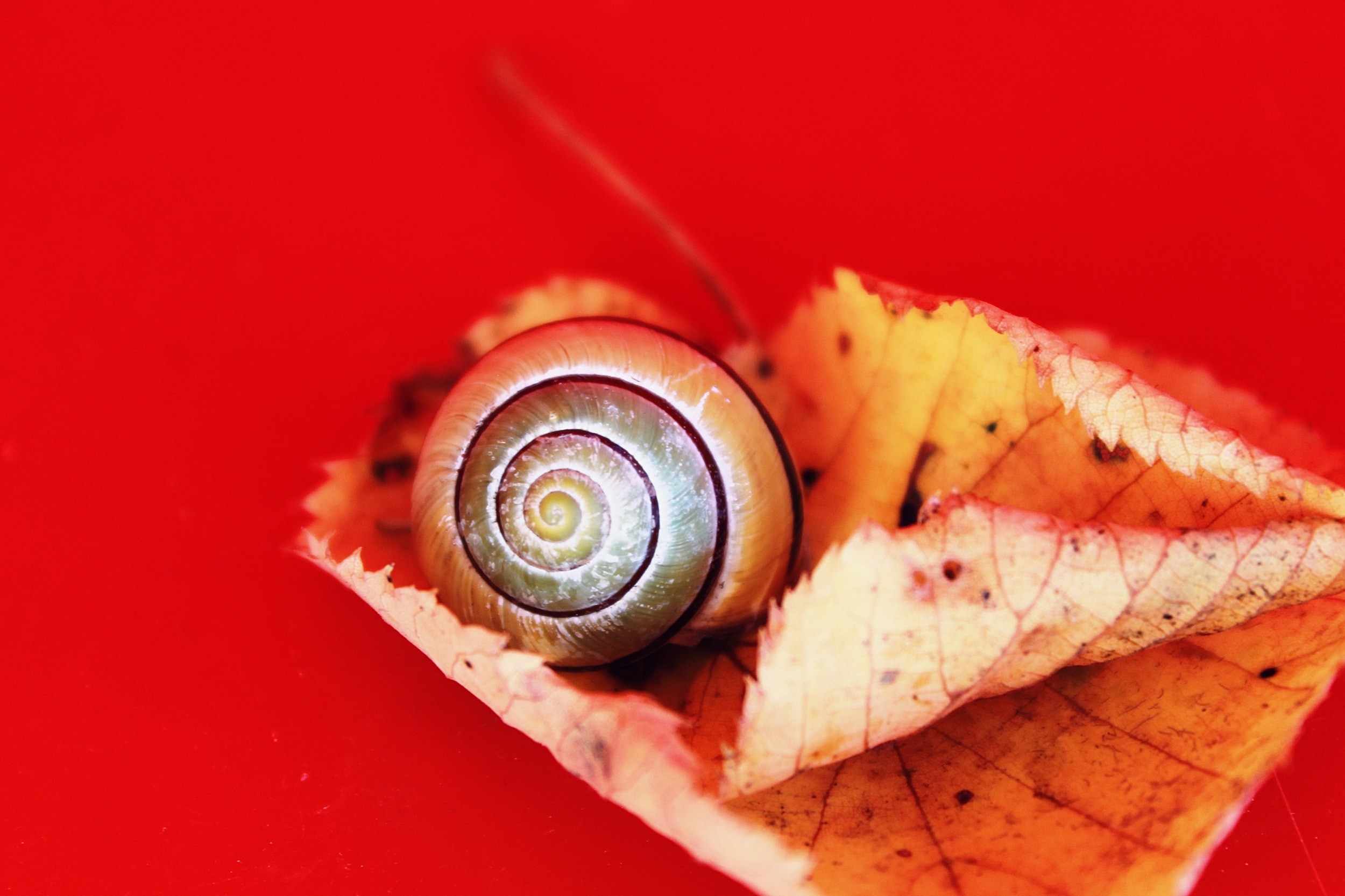 gray and brown snail