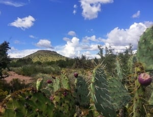 green cacti during daytime thumbnail