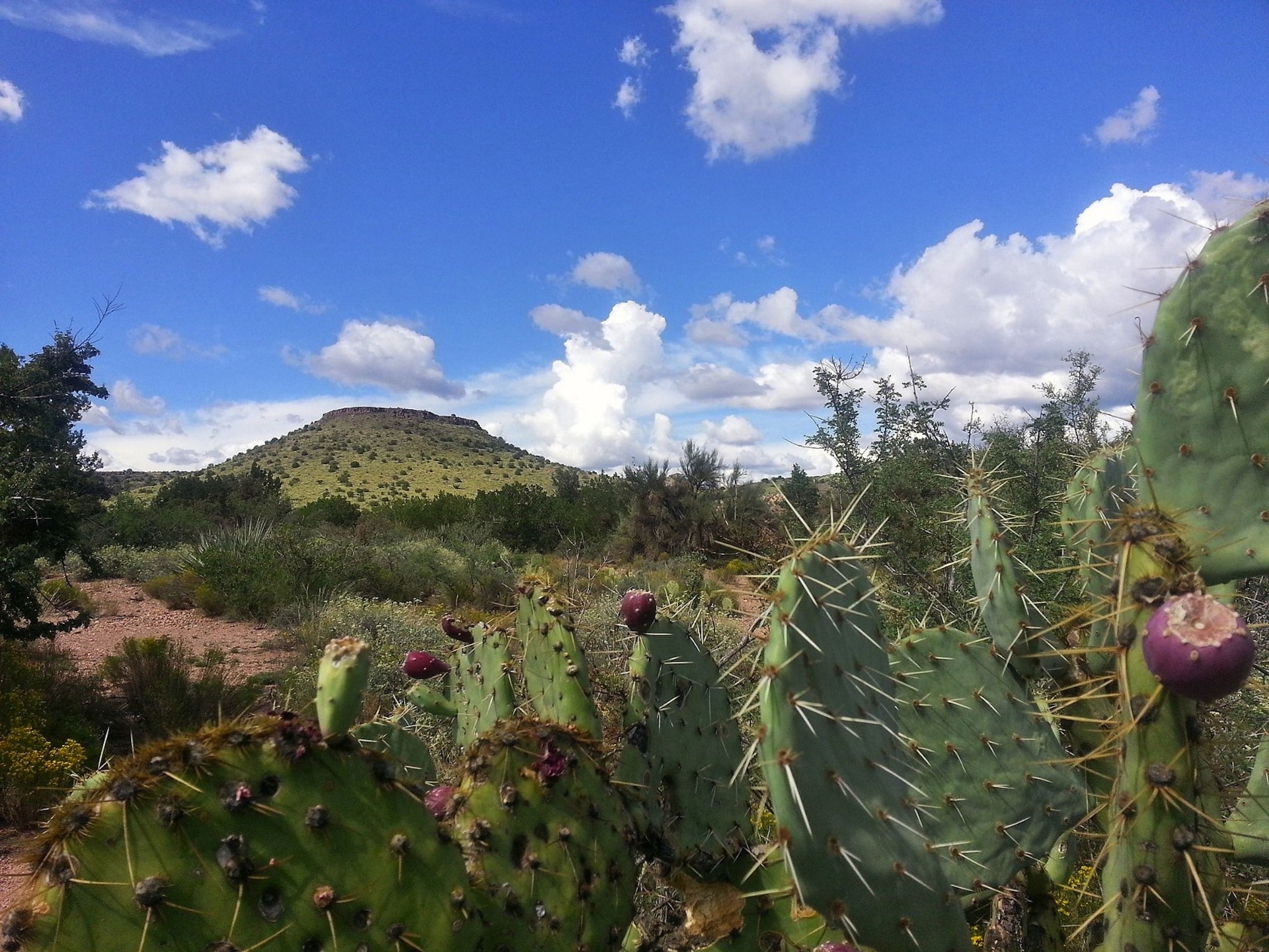 green cacti during daytime