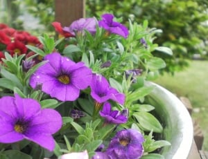 purple petunias plant thumbnail