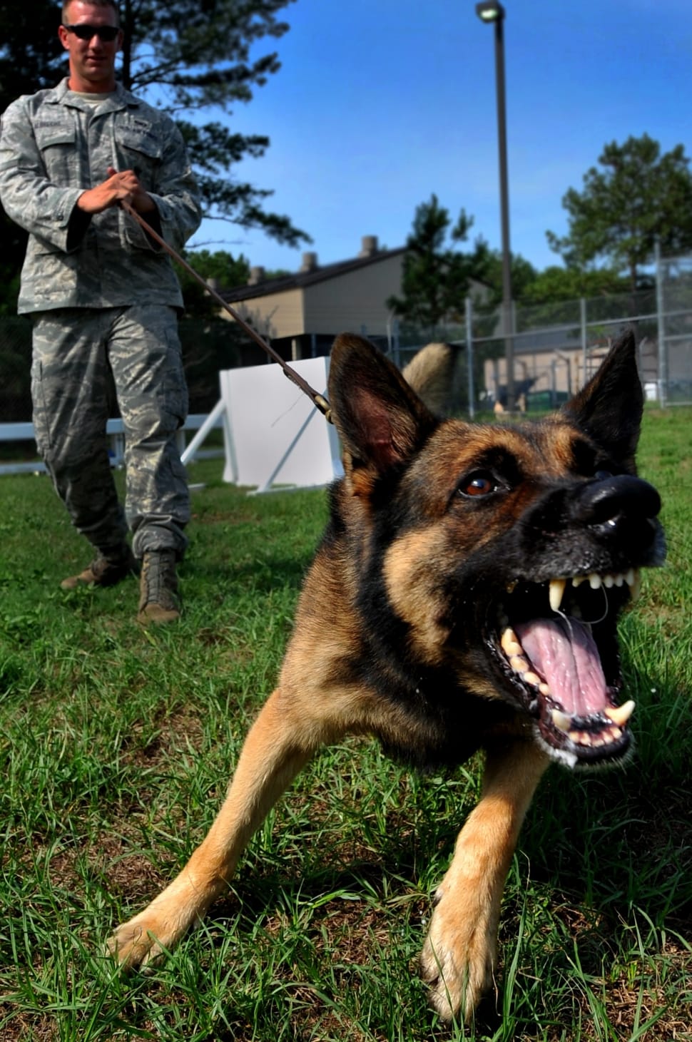 person in american military uniform holding tan and black German shepherd preview