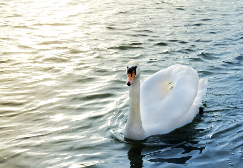 white and black swan in body of water preview
