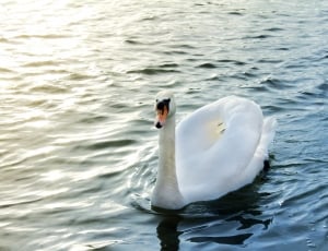 white and black swan in body of water thumbnail