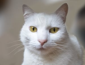 white cat thumbnail