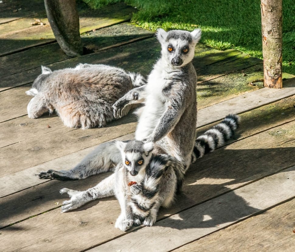 three lemur sitting on brown wooden board preview