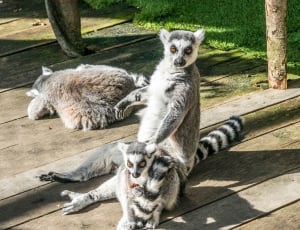 three lemur sitting on brown wooden board thumbnail