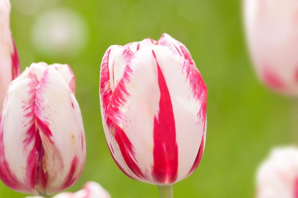 white pink tulips preview