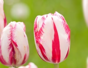 white pink tulips thumbnail