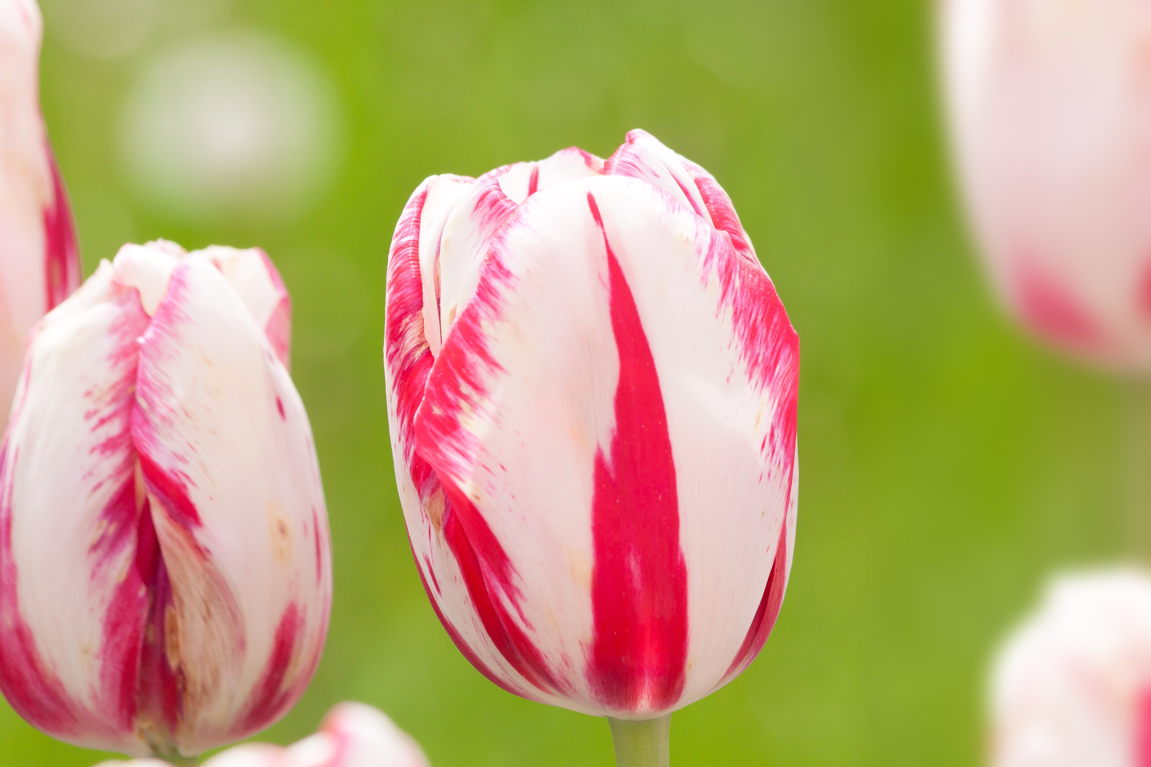 white pink tulips