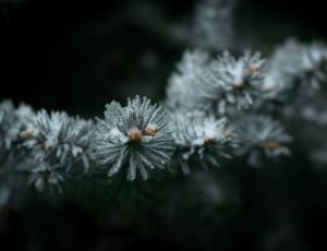 selective focus photography of green leaf with snowflex thumbnail