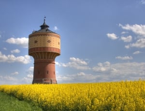 red concrete high rise tower surrounded by yellow flower land thumbnail