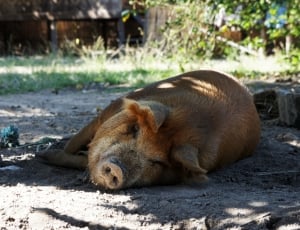 Concerns, Shadow, Happy, Pig, Happy Pig, sleeping, lying down thumbnail