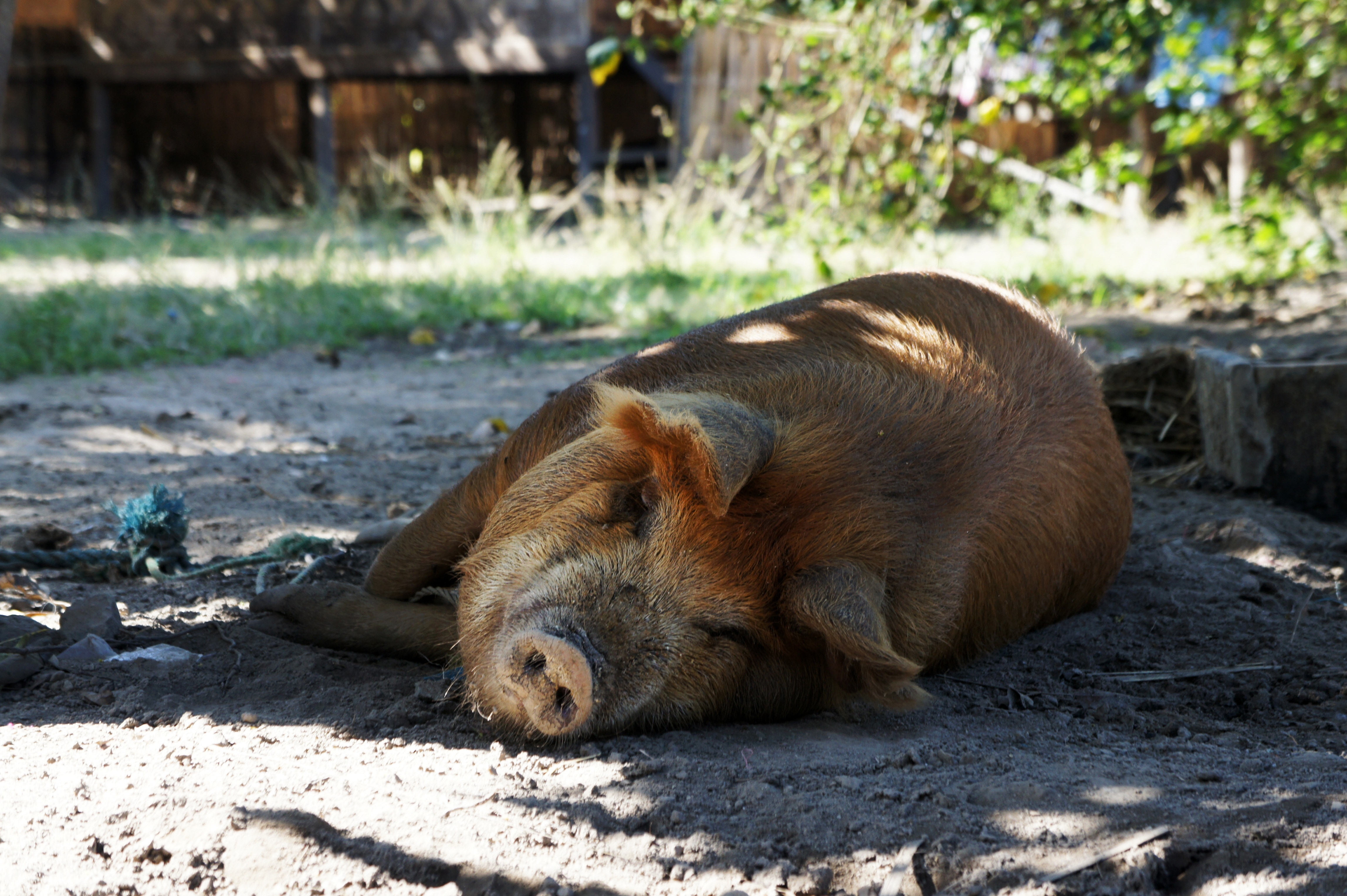 Concerns, Shadow, Happy, Pig, Happy Pig, sleeping, lying down
