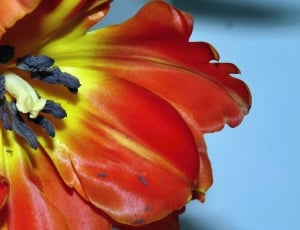 yellow and red petaled flower thumbnail