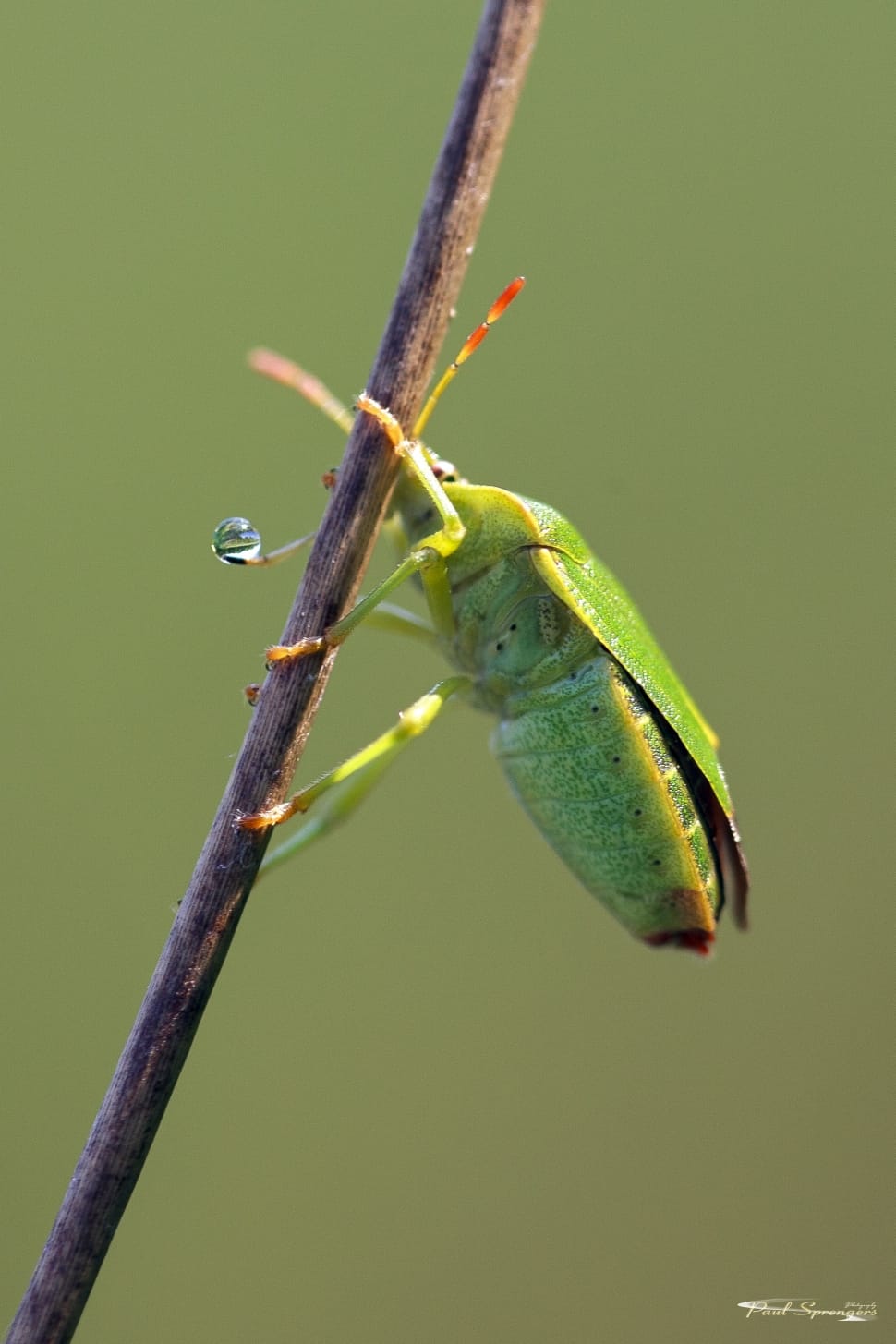 common green shield bug preview