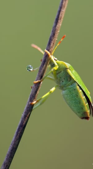 common green shield bug thumbnail
