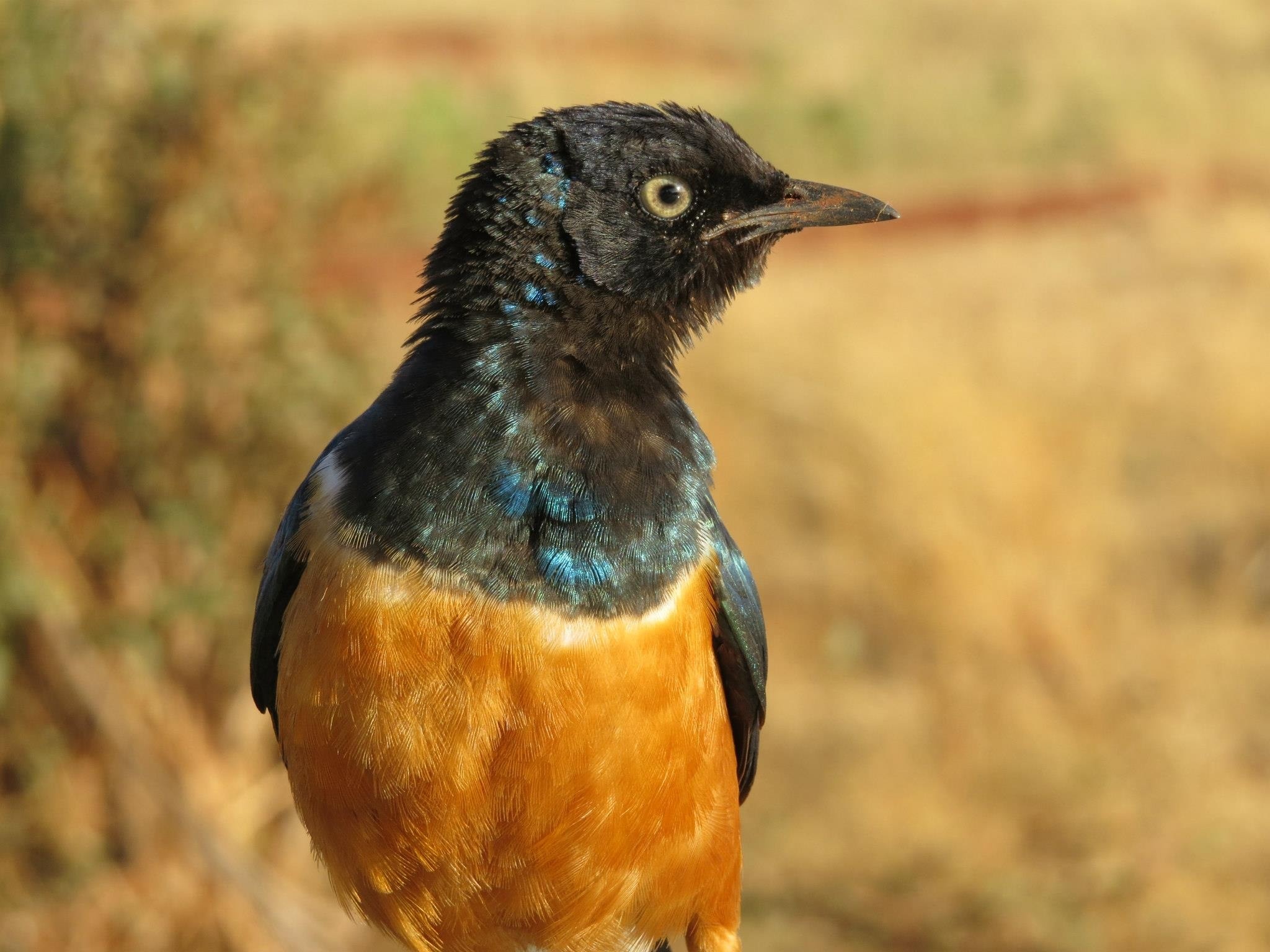 black and brown bird