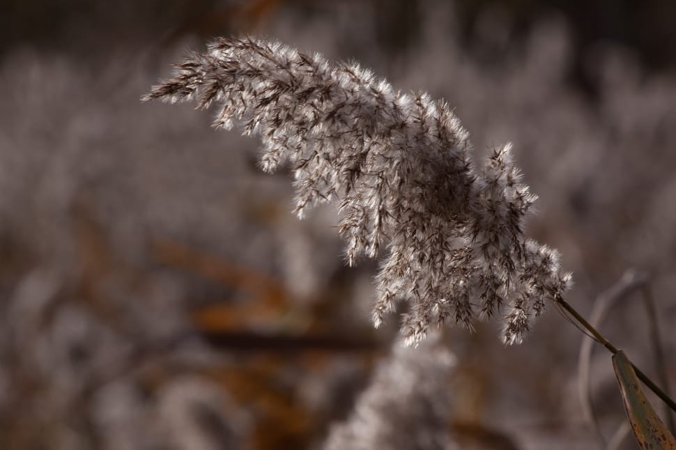 gray grass preview