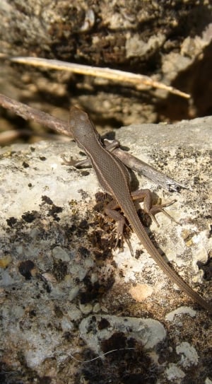 brown lizard on white stone thumbnail