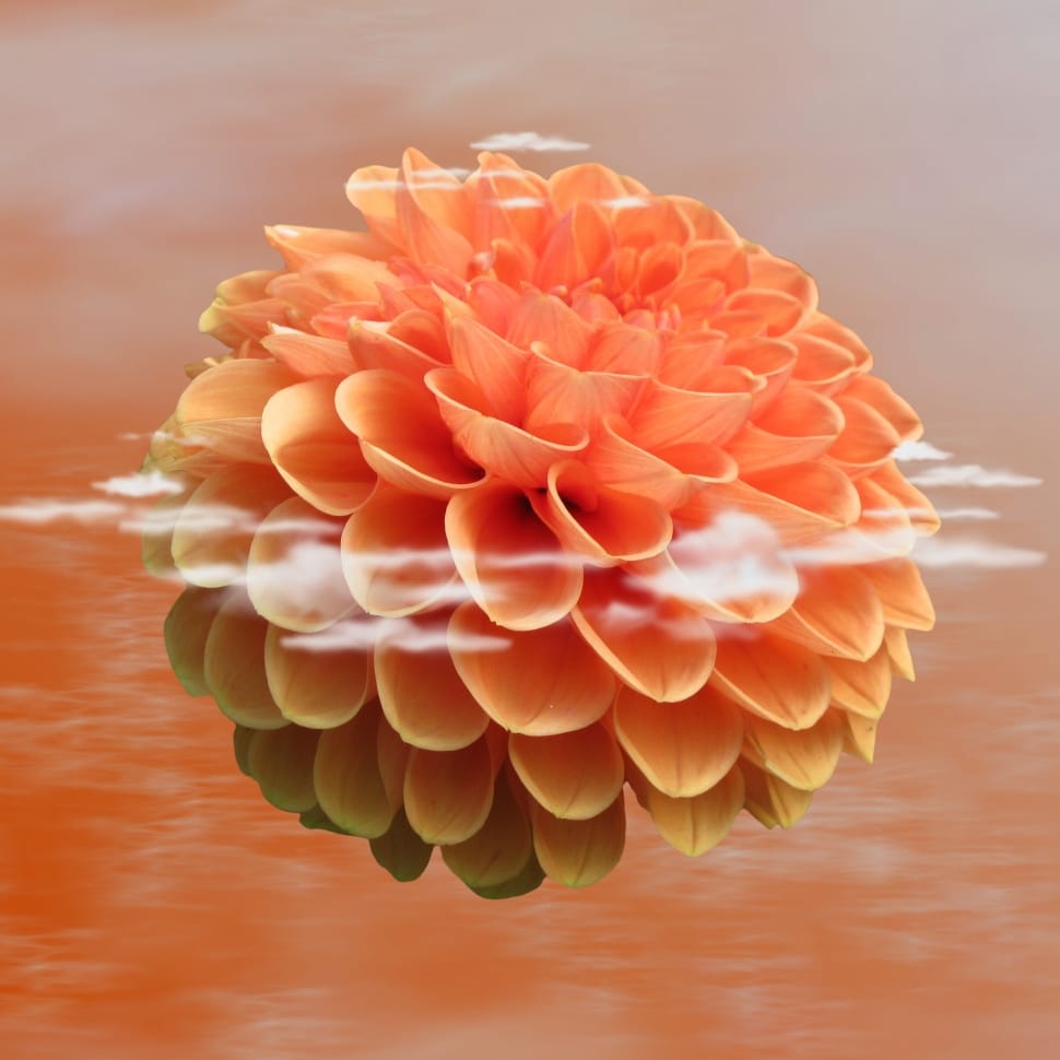 orange round petal flower preview